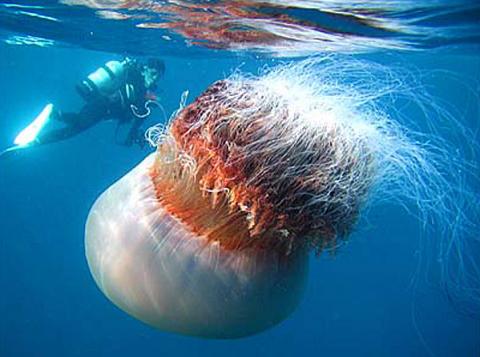 Гигантская медуза Stomolophus nomurai