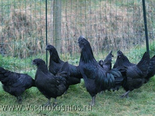 Курицы породы аям цемани полностью чёрные