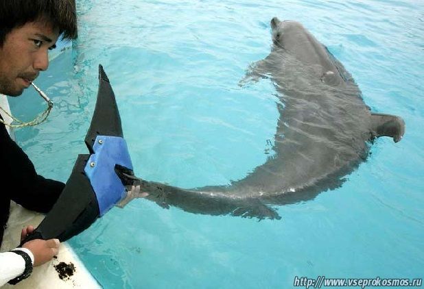 Дельфин по кличке Фуджи