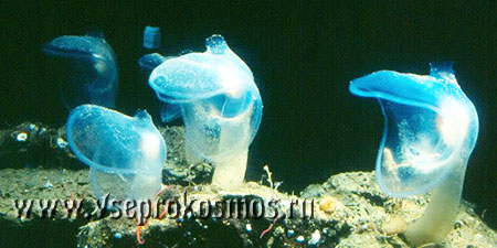 Морская мухоловка