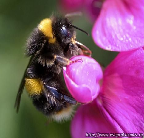 Пчёлы - удивительные существа