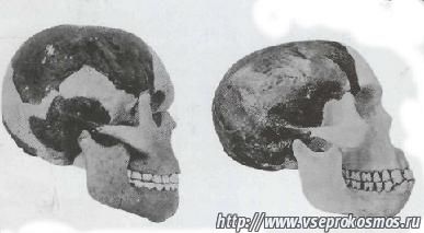 Череп современного человека и череп найденый в Пилтдауне