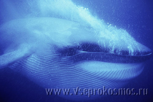 Синий кит - самое большое животное на Земле