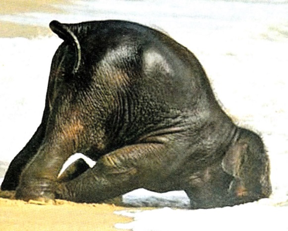 Слоновье похмелье