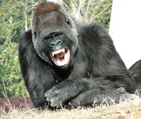 Смех гориллы