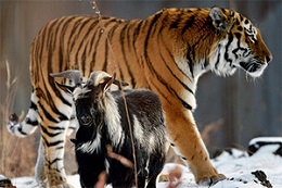 Amur and Timur in russian zoo