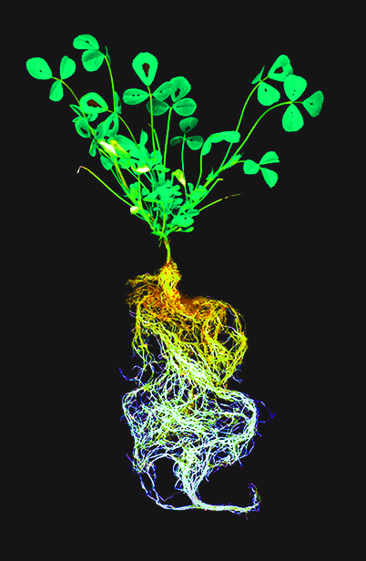 medicago truncatula